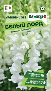 Львиный зев Белый лорд купить