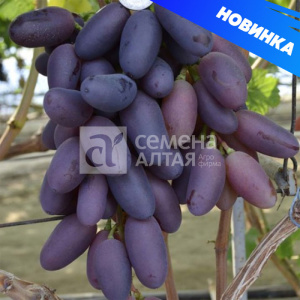 Виноград Байконур купить