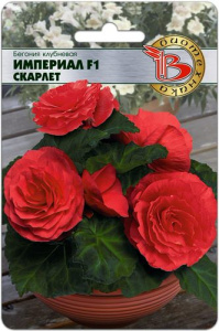 Бегония клубневая Империал F1 Скарлет купить