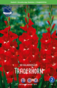 Гладиолус XXL Traderhorn 14/16 /10шт купить