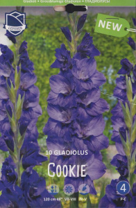 Гладиолус XXL Cookie 14/16 /10шт  купить