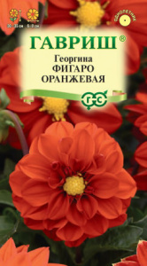 Георгина Фигаро оранжевая   купить