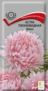 Астра Янина пионовидная купить