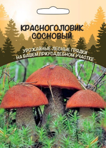 Красноголовик Сосновый  купить