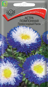 Астра Превосходный Ракли помпонная купить