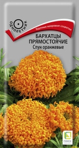 Бархатцы Спун оранжевые прямостоячие купить