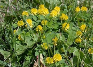 Люцерна+клевер 1кг/25 купить