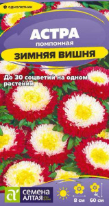 Астра Зимняя Вишня помпонная купить