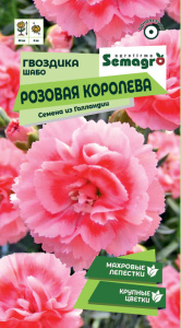 Гвоздика шабо Розовая Королева купить