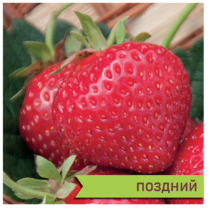 Земляника Сальса купить