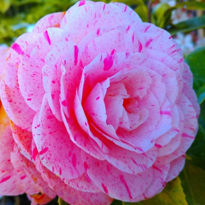 Камелия Вильям Бартлетт японская ЦК купить