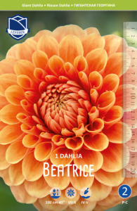 Георгина гигантская Beatrice /1шт купить