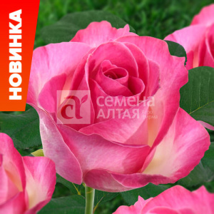 Роза Кенди аваланж купить
