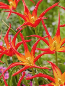 Тюльпан корончатый "Gogo Red" (1х5шт) купить