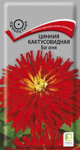 Цинния Бог огня кактусовидная купить