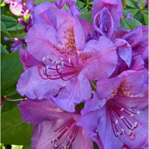 Рододендрон Лиз Дак Пепл гибридный ЦК купить