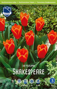 Тюльпан Шекспир /10шт купить