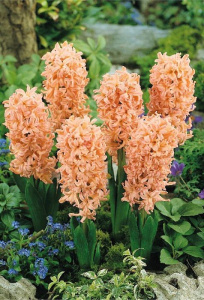 Гиацинт Джипси Куин /5шт купить