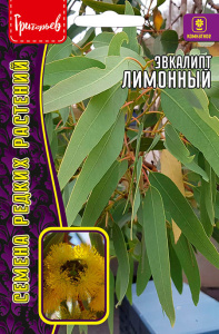 Эвкалипт Лимонный купить