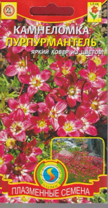 Камнеломка Пурпурмантель  купить