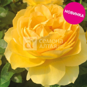 Роза Семирамида купить