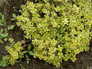 Тимьян лимоннопахн. в ассортим. (черенок) 1шт об091/С1 купить