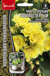 Кактус Распростёртый опунция купить