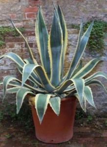 Агава С2 1шт купить