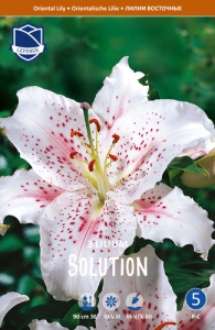 Лилия восточная Solution /3шт купить