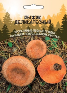 Рыжик Деликатесный гриб купить