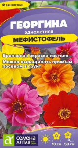 Георгина Мефистофель  купить