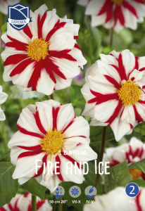 Георгина миньон Fire & Ice /1шт купить