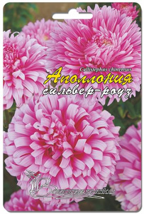 Астра Апполония Силвер-Роуз 50 шт купить