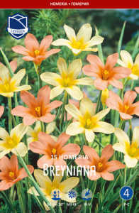 Гомерия смесь syn.Morea breyniana /15шт купить