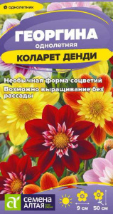 Георгина Коларет Денди купить