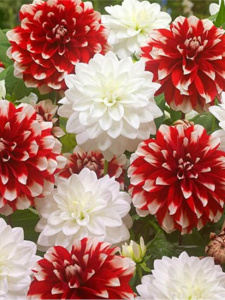 Георгина TEMPTATION (1х2шт) купить