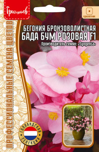 Бегония Бада Бум F1 Розовая F1 бронзоволистная купить