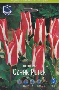 Тюльпан Грейга "Czaar Peter" (1х10шт) купить