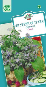 Бораго Огуречная трава Гном  купить