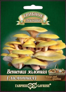 Вешенка золотая Лимонная на древесной палочке  купить