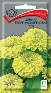 Цинния Энви георгиноцветковая купить
