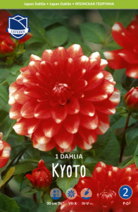 Георгина японская Kyoto /1шт купить