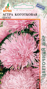 Астра Коготковая Бенгал купить