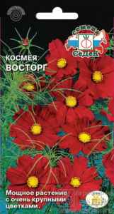 Космея Восторг  купить