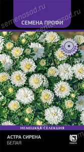 Астра Сирена Белая купить