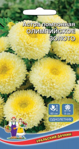 Астра Олимпийское Золото помпонная купить