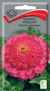 Цинния Розовая чаровница изящная  купить