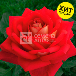 Роза Шанти купить