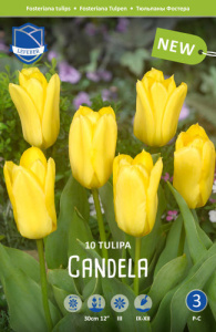 Тюльпан Фостера "Candela" (1х10шт) купить