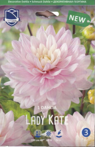 Георгина Леди Кейт /1шт купить